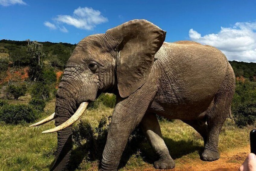 Addo Elephant National Park Private Tour 2