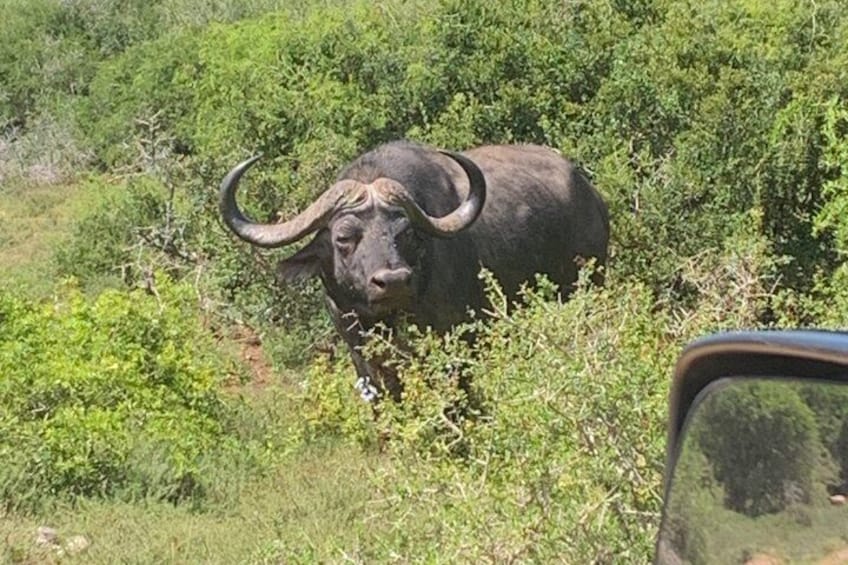 Addo Elephant National Park Private Tour 3