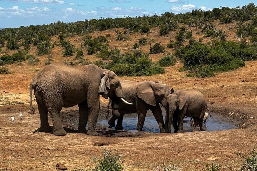 Des éléphants près d’un point d’eau dans une savane aride. 3
