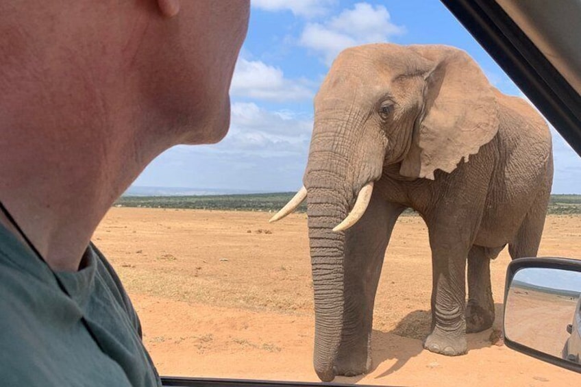 Addo Elephant National Park Private Tour 5