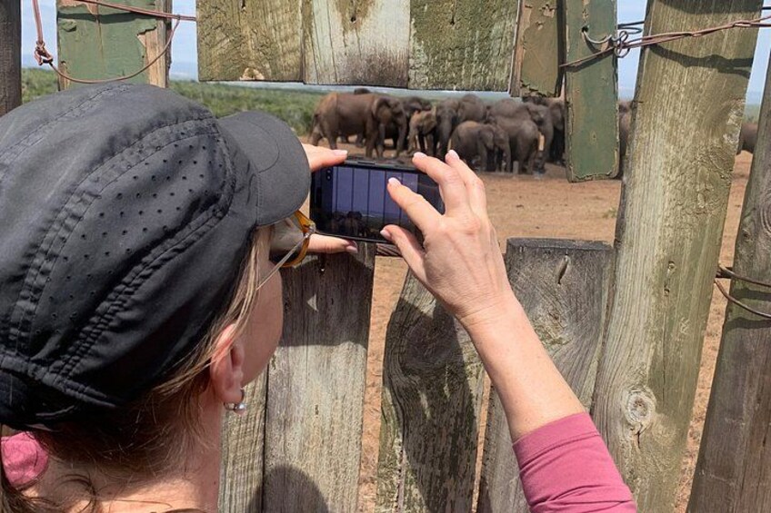 Une personne prend une photo d’éléphants derrière une clôture en bois. 5