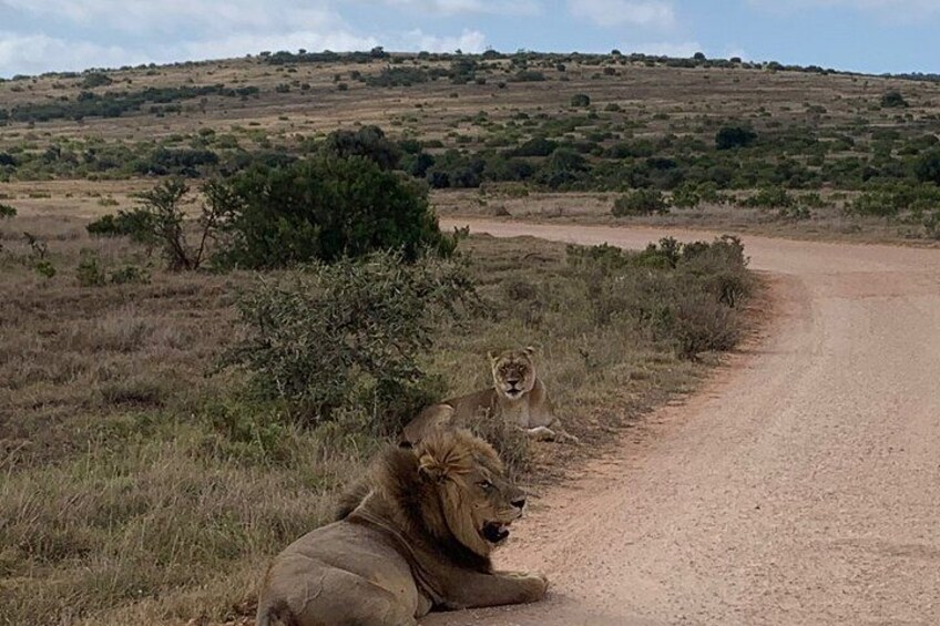 Deux lions se reposent sur une route de terre, dans un paysage de savane où la végétation est clairsemée et où l'on aperçoit des collines au loin. 4