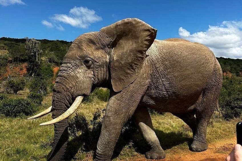 Addo Elephant National Park Private Tour 2