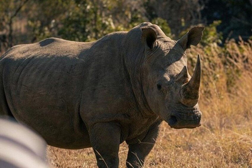 A rhinoceros in a natural landscape with dry grass and trees. 1