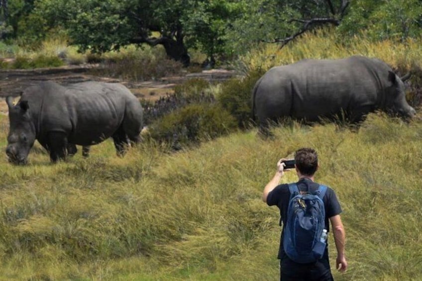 A person with a camera, two rhinos in a grassy field. 3