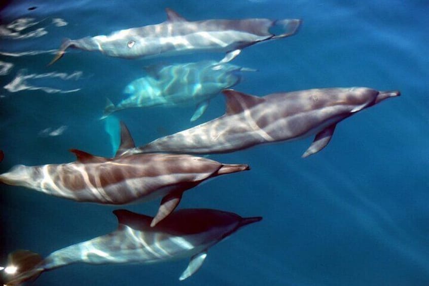 Un grupo de delfines nadando en aguas azules y cristalinas. 3