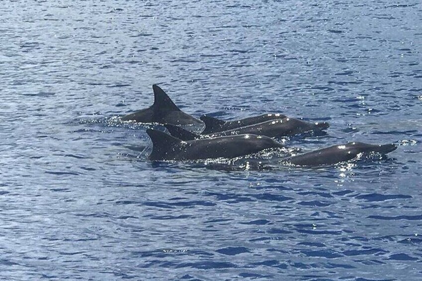 Un grupo de delfines nadando en el océano. 4