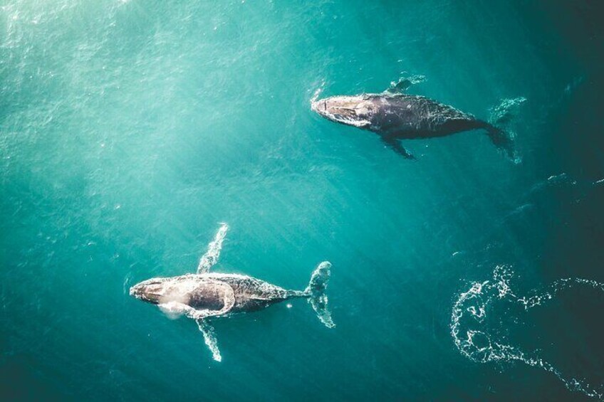 Dos ballenas nadando en aguas azul turquesa. 5
