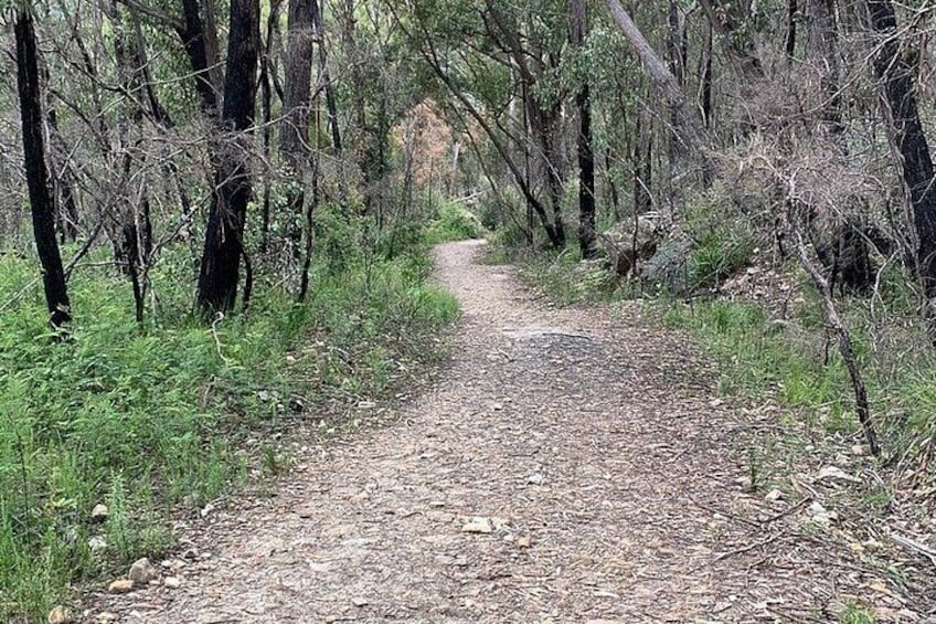 A forested dirt path surrounded by trees. 2