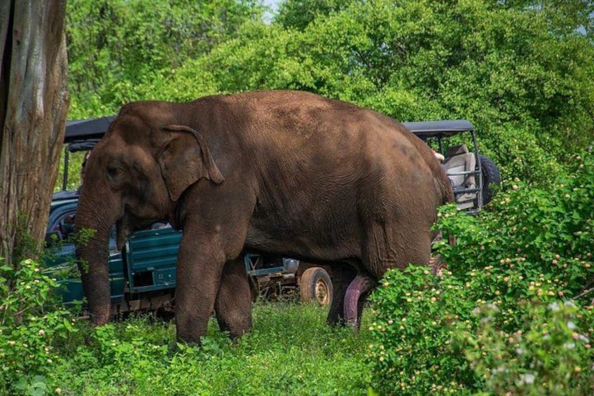 Een olifant staat in een grasrijk gebied, met een voertuig op de achtergrond. 1