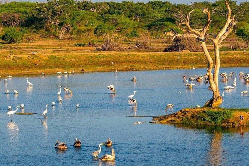 Un lago con numerosi uccelli, un albero e una zona erbosa. 1