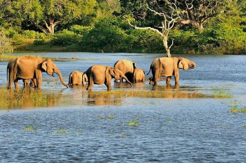 Un gruppo di elefanti che guada un fiume, circondati da alberi. 5