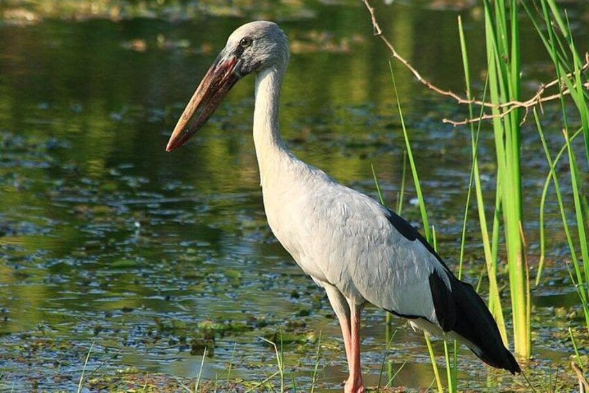Una garzetta in piedi vicino a uno specchio d'acqua, tra le canne. 2
