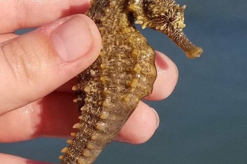 Una persona sosteniendo un caballito de mar. 3