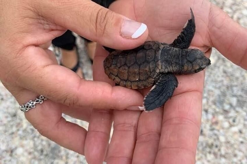 Manos sosteniendo una tortuga. 2
