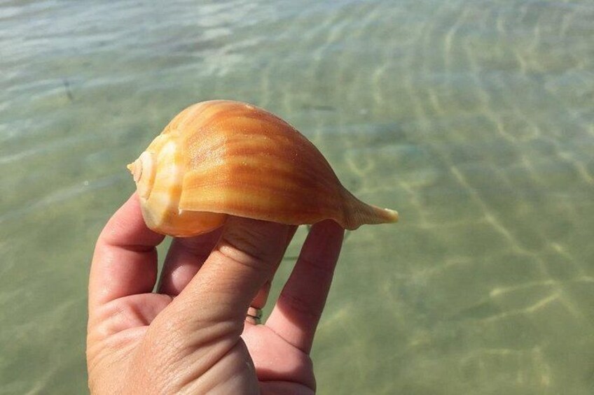 Una mano sosteniendo una concha marina. 1