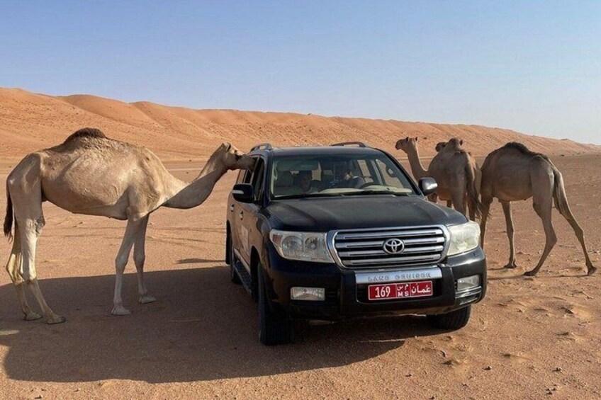 2 Days and 1 Night Private Wahiba Sands Desert Tour 5