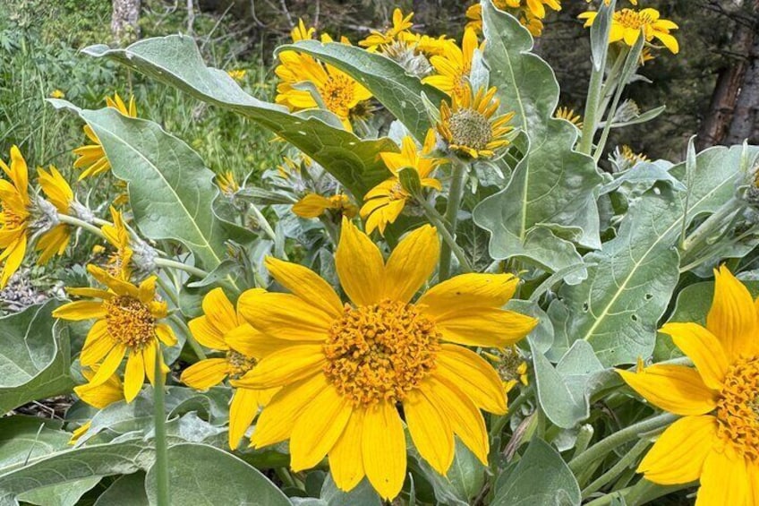 A cluster of bright yellow flowers with large green leaves. 3