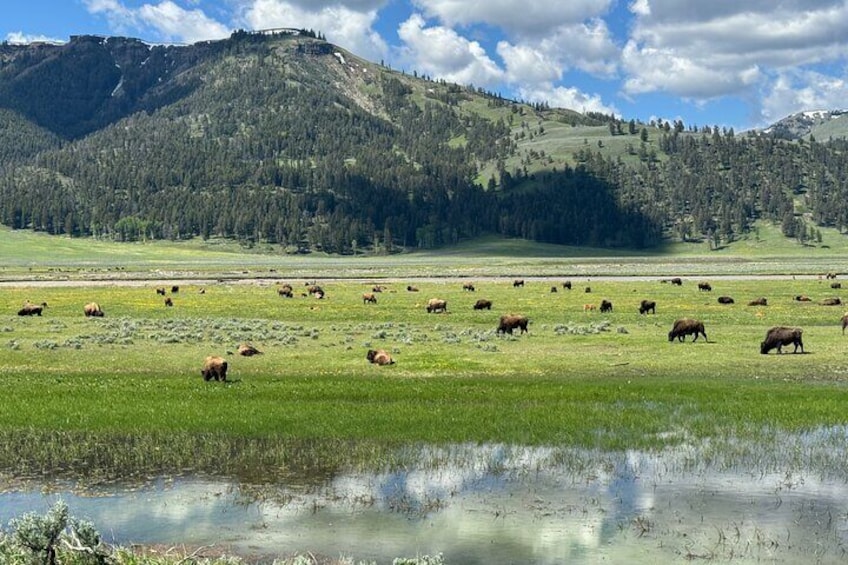 A herd of bison grazing in a field with mountains in the background. 2