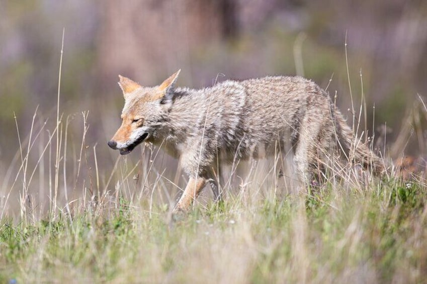 A coyote walking through tall grass. 5