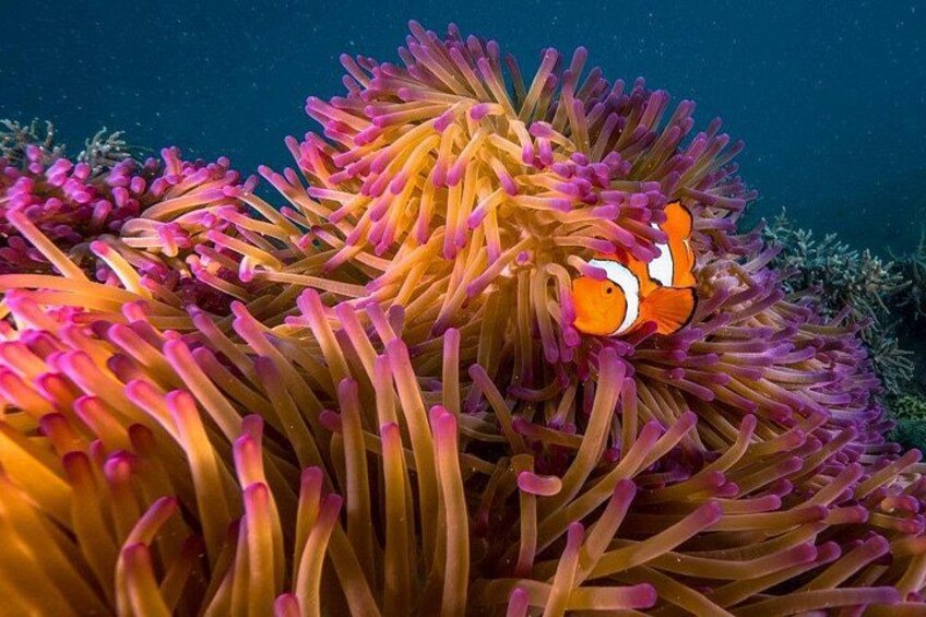 Une anémone de mer abritant un poisson-clown, entourée de tentacules roses et jaunes. 2