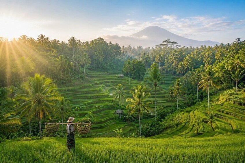 Discover The Best of Ubud: All-Inclusive and Private Guided Tour 3