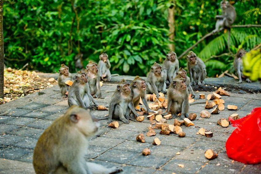 Sweet potato delight. Monkeys indulge in a tasty treat in Ubud's Monkey Forest 2