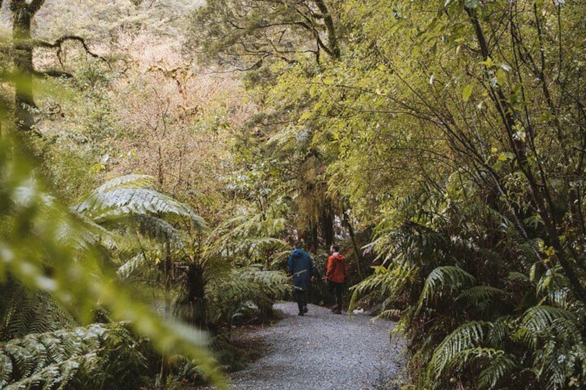 A forested path with ferns and trees. 4