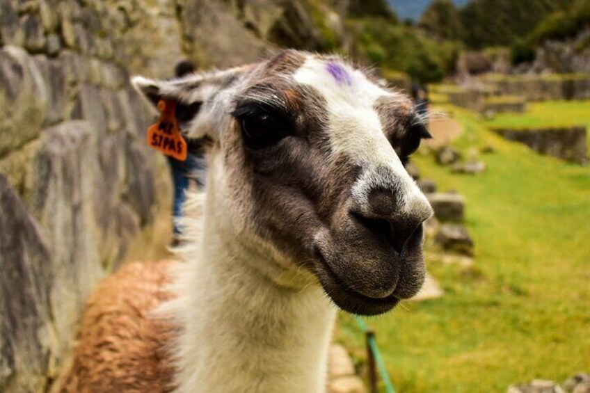 A llama with a tag in its ear, standing in a grassy area with stone structures in the background. 4