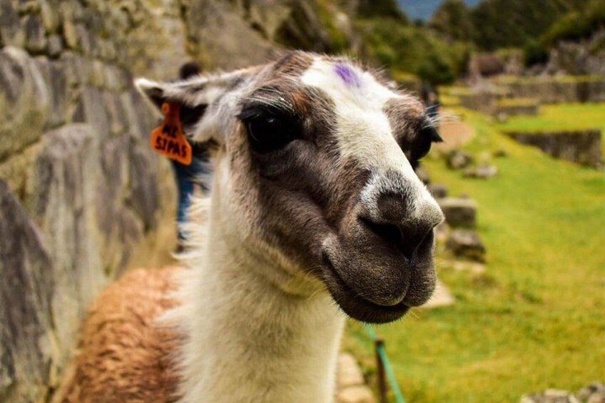 Un lama con un cartellino all'orecchio, in piedi in una zona erbosa con strutture in pietra sullo sfondo. 4