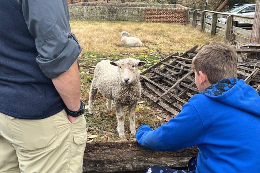 Saying hello to sheep in the meadow. 3