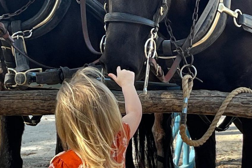 Everybody loves to pat the horses! 5