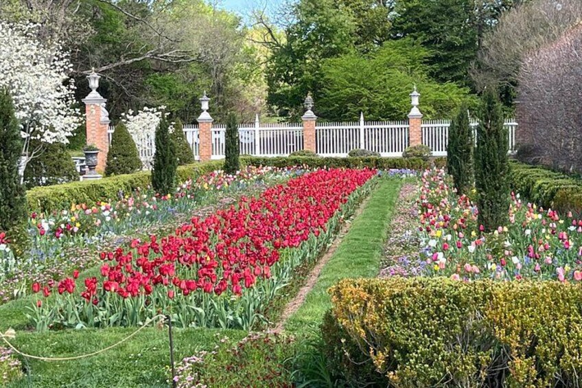 The formal gardens behind the Governor's Palace burst into bloom in the spring. 3