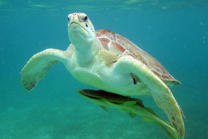 A sea turtle swimming underwater. 2