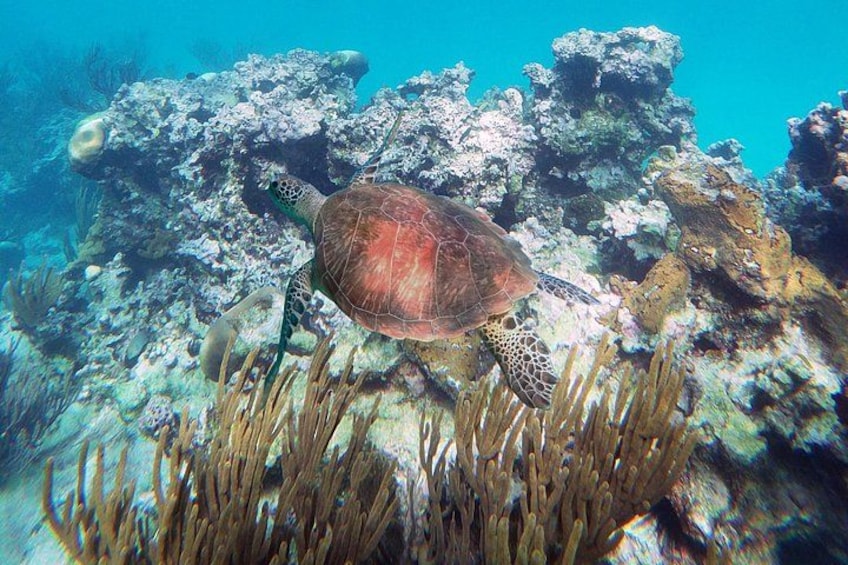 A sea turtle swimming near coral reefs. 3