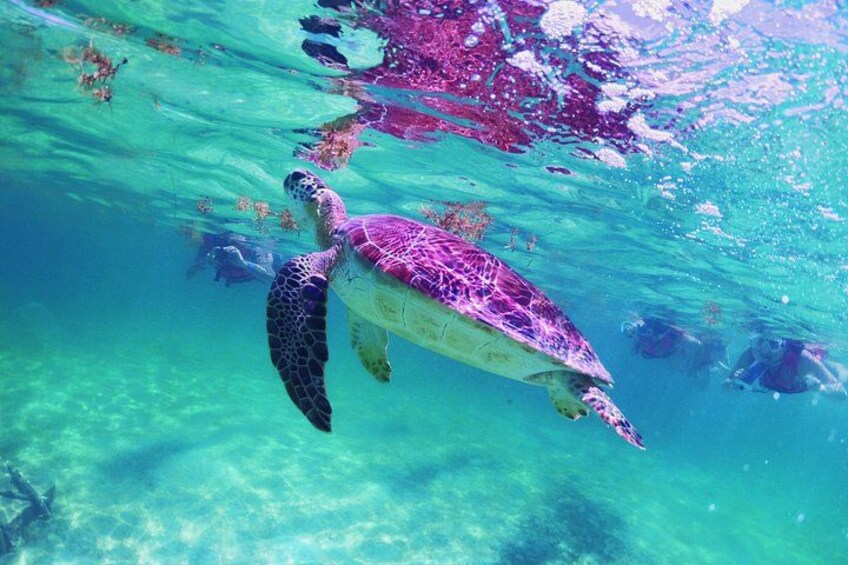 Una tortuga marina nadando bajo el agua. 2
