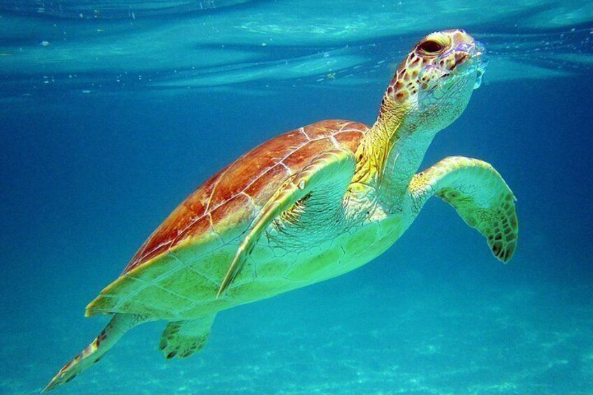 A sea turtle swimming underwater. 1