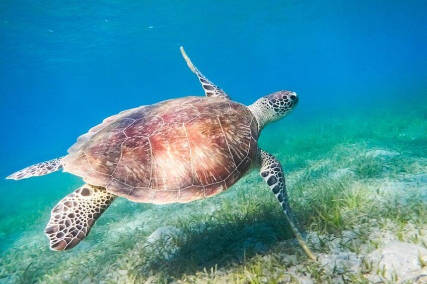A sea turtle swimming underwater with clear water and green seaweed on the ocean floor. 1
