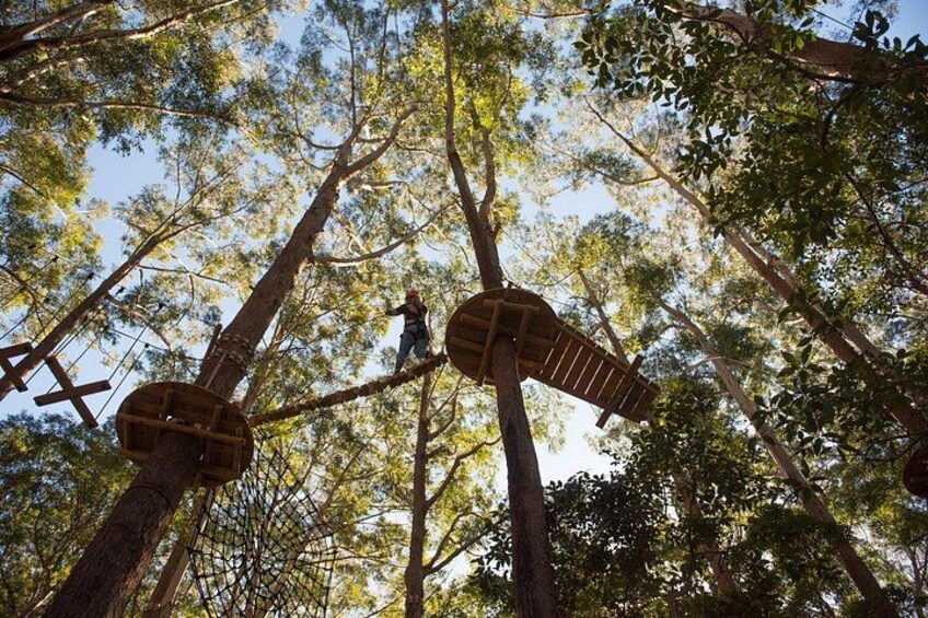 Treetops Adventure Coffs Harbour Tree Ropes Course 2