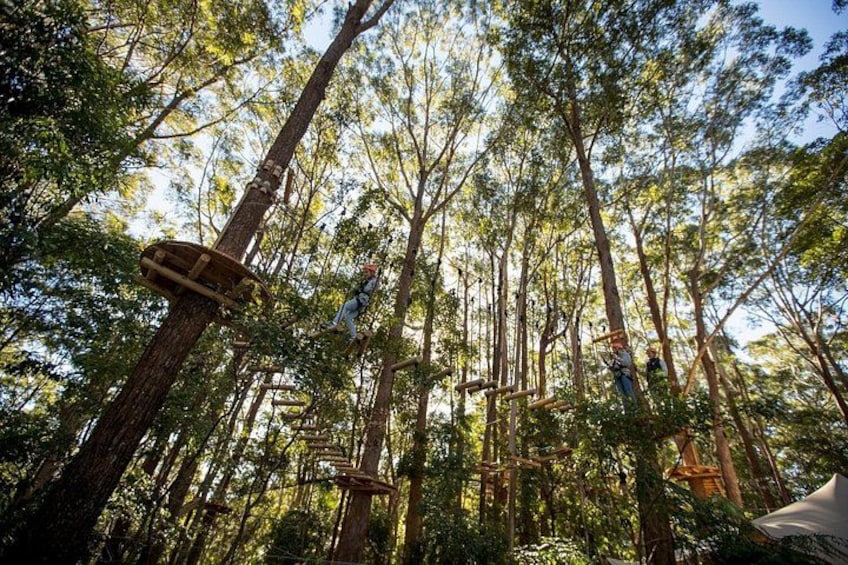 Treetops Adventure Coffs Harbour Tree Ropes Course 2