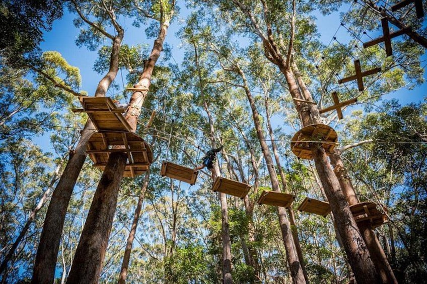 Treetops Adventure Coffs Harbour Tree Ropes Course 5