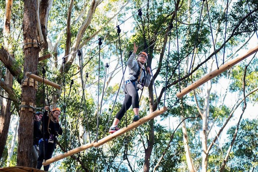Treetops Adventure Coffs Harbour Tree Ropes Course 1