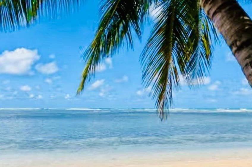 A beach with clear blue water, a palm tree, and a clear sky. 3