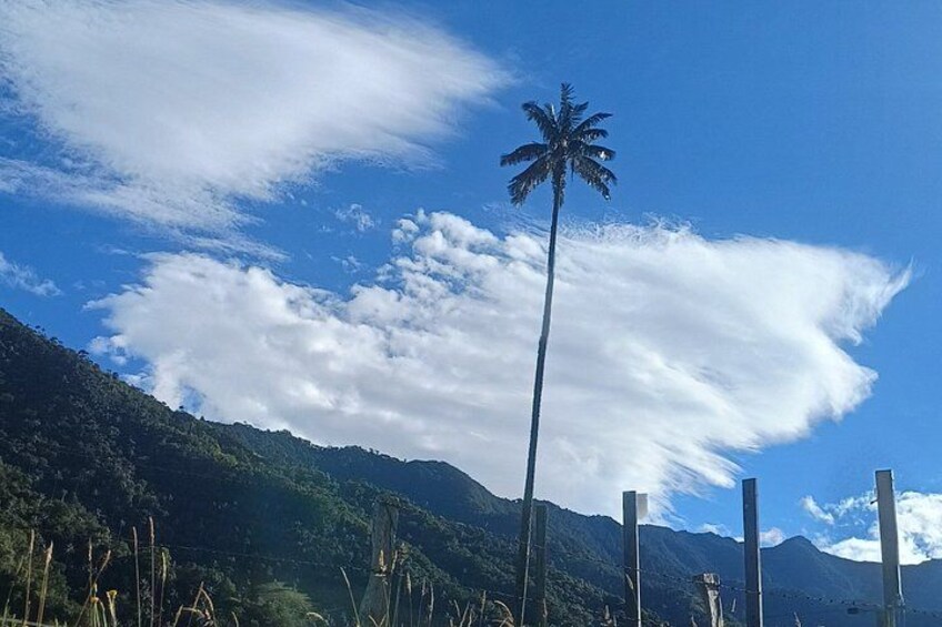 Private Tour Charm of Cocora Valley Salento and Philandia 3