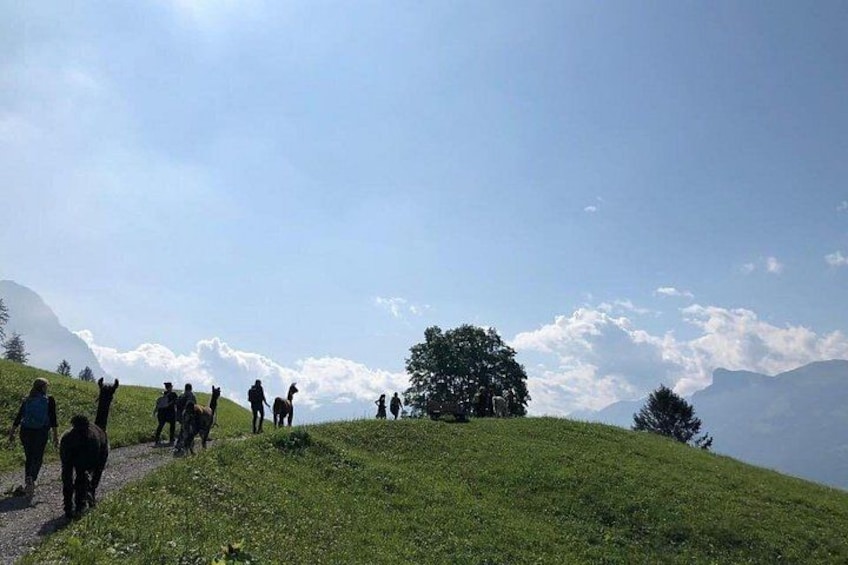 Private hike with our llamas in Liechtenstein 1