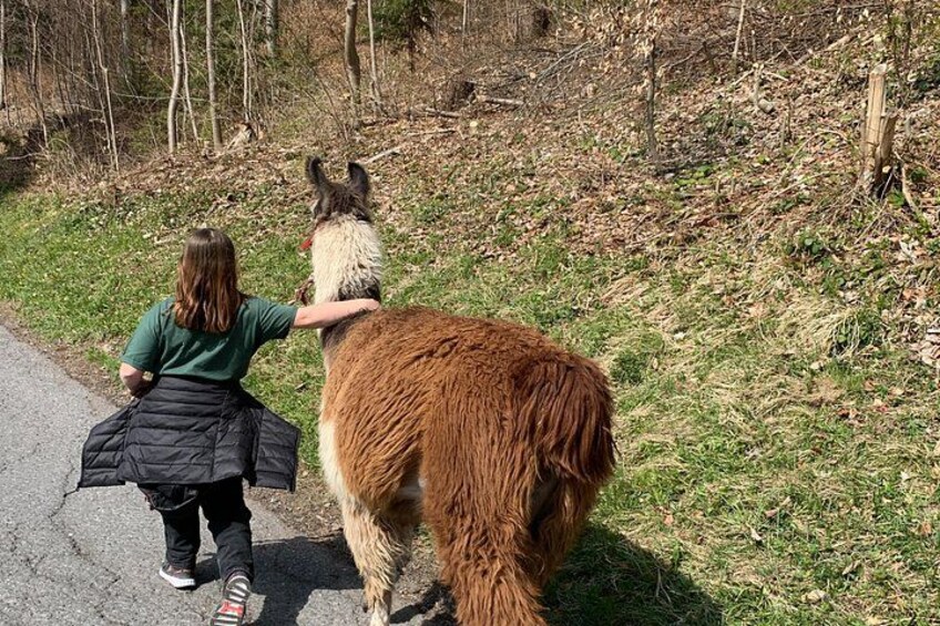 Private hike with our llamas in Liechtenstein 4