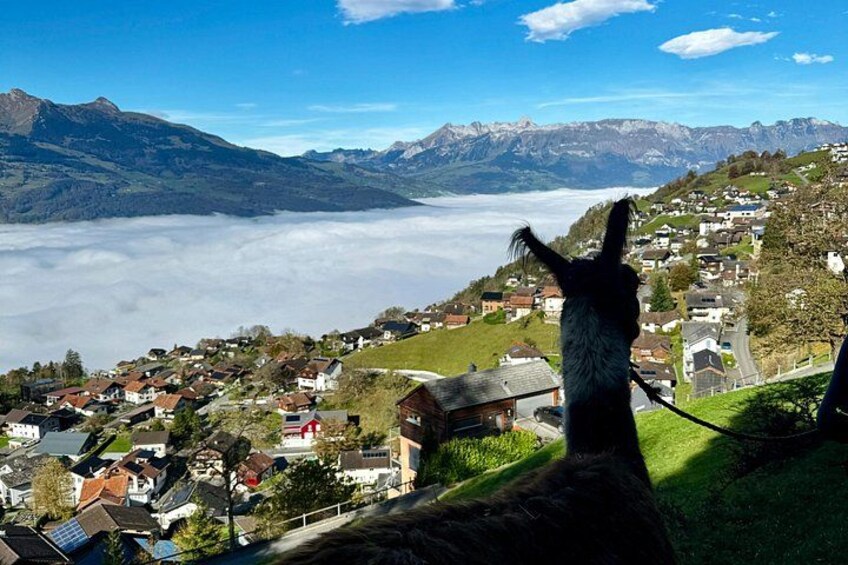 Private hike with our llamas in Liechtenstein 5