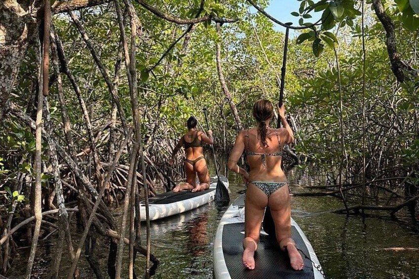 Two people paddleboarding in a mangrove forest. 5