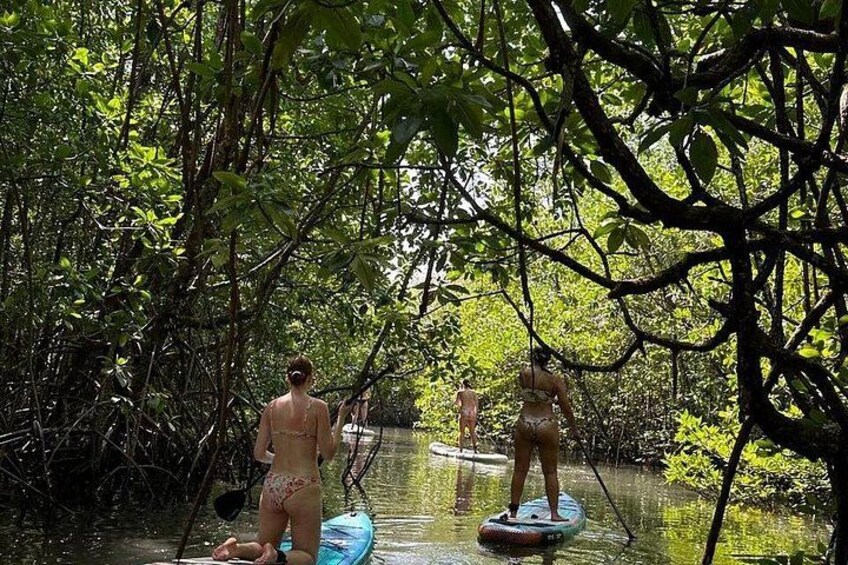 People paddleboarding in a mangrove forest. 2