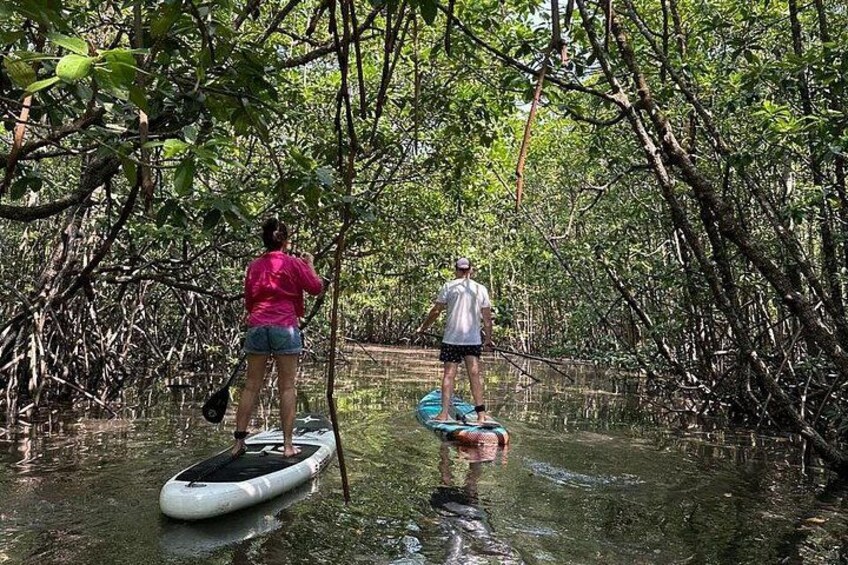 Two people paddleboarding in a mangrove forest. 1
